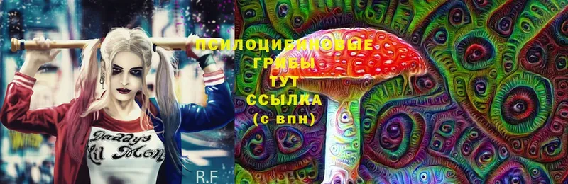 мега зеркало  Приволжск  Псилоцибиновые грибы Psilocybine cubensis 